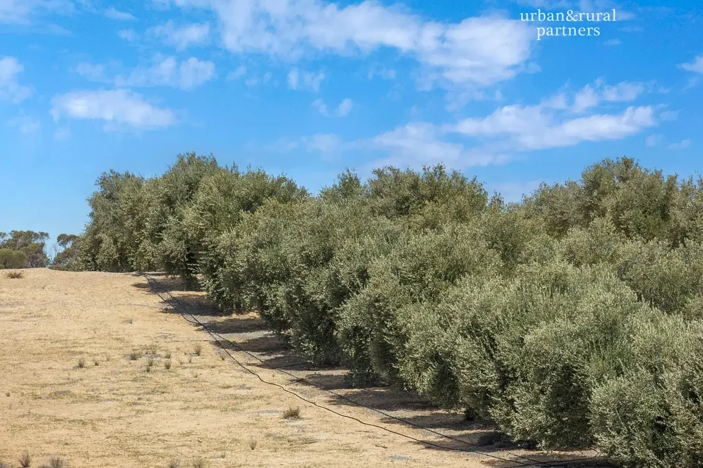 Karte Karte Olives - Astute Farmer or Investor Opportunity