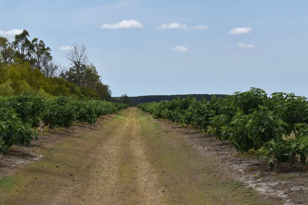 North Gregory Seize the Opportunity for a Prosperous Farming Lifestyle