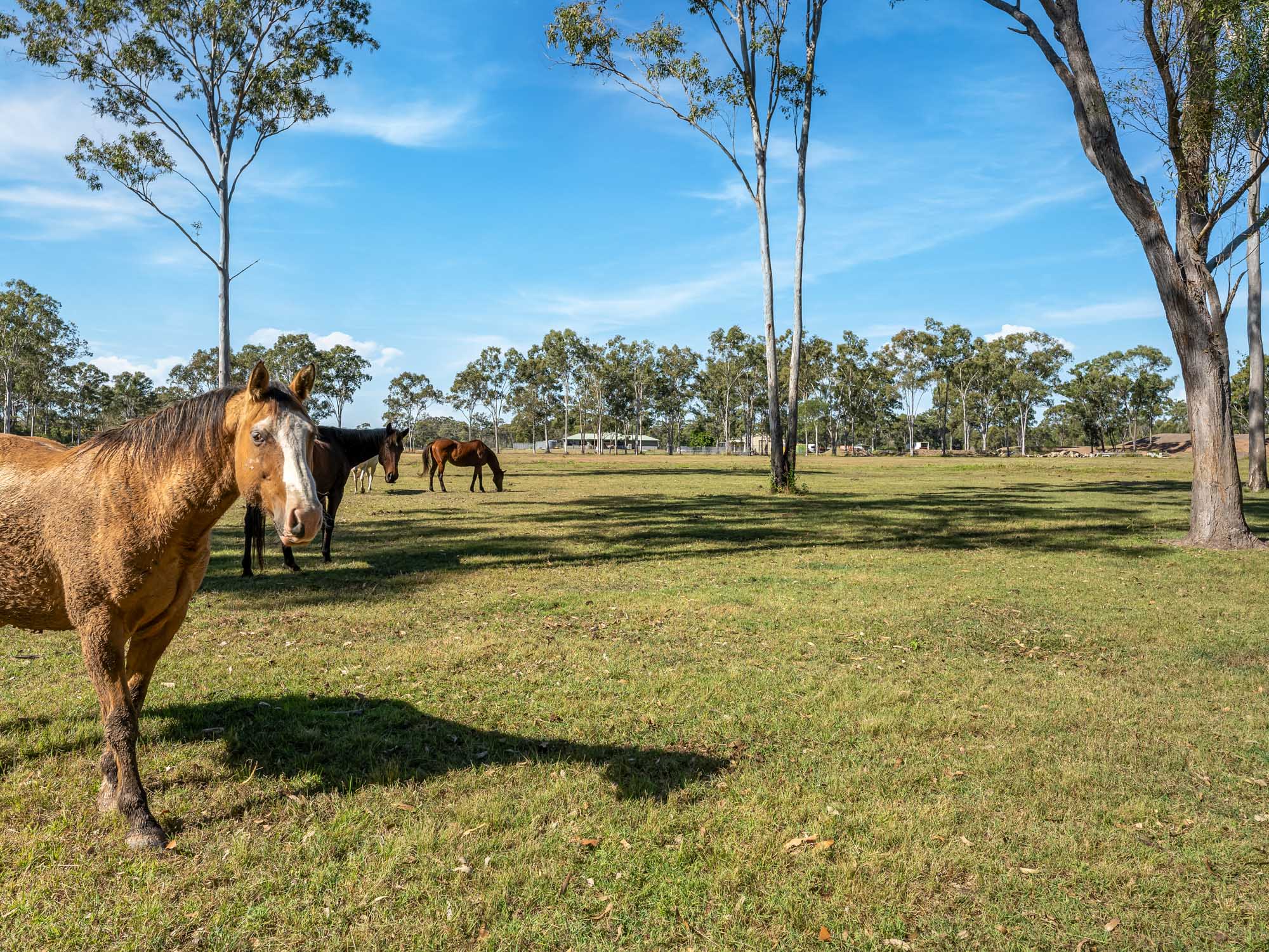 61 GREGORY ST, HOWARD QLD 4659, 0 chambres, 0 salles de bain, Lifestyle Property