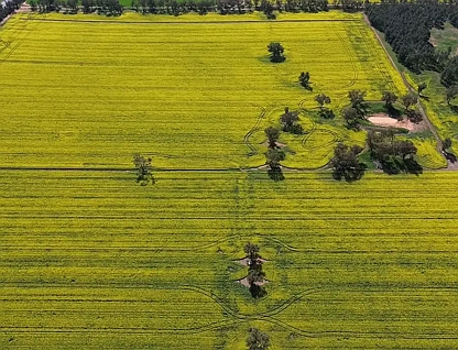 2 Coolamon Road, Coolamon, NSW 2701, 0 غرف, 0 حمامات, Lifestyle Property