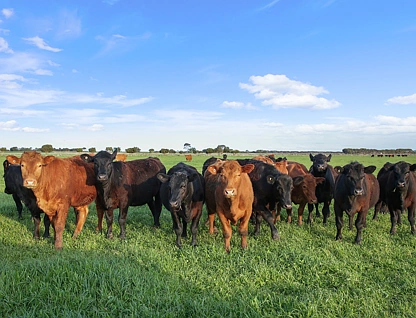  "Enfield" Westbank Road, Leslie Manor, Warrnambool and South West, 0 rūma, 0 rūma horoi, Lifestyle Property
