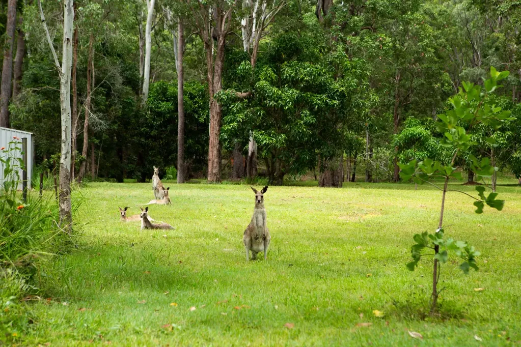 Ravenshoe 5房  Dual Dwellings + Granny Flat on 5 Acres