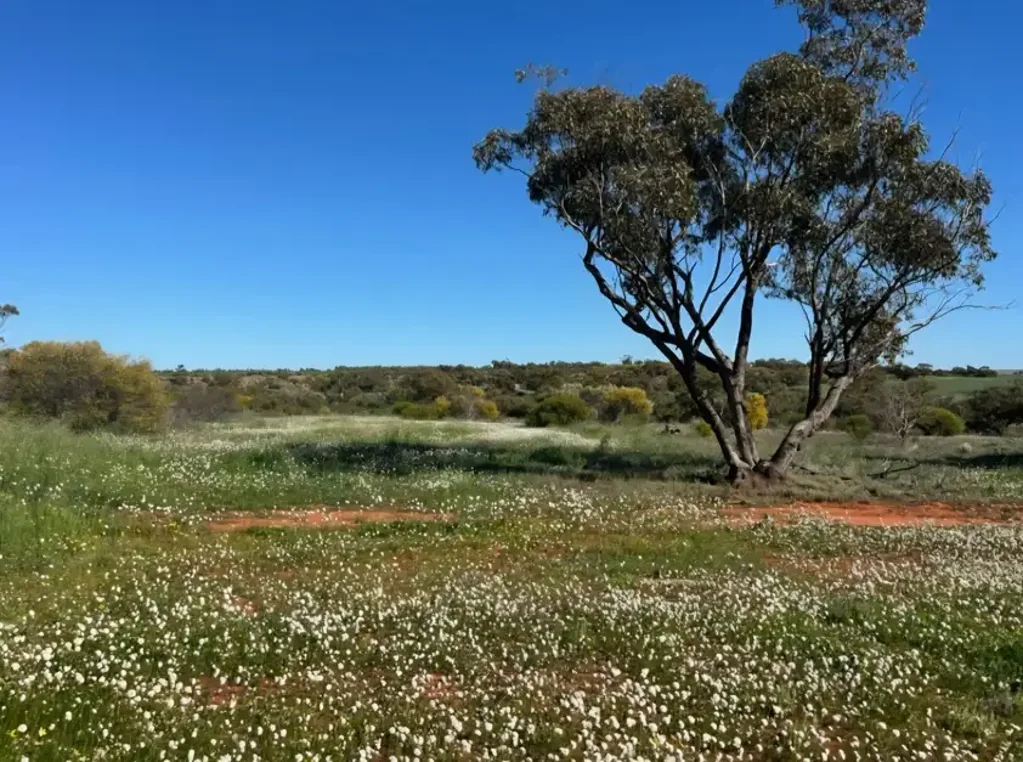 Ambania On the banks of the Greenough River
