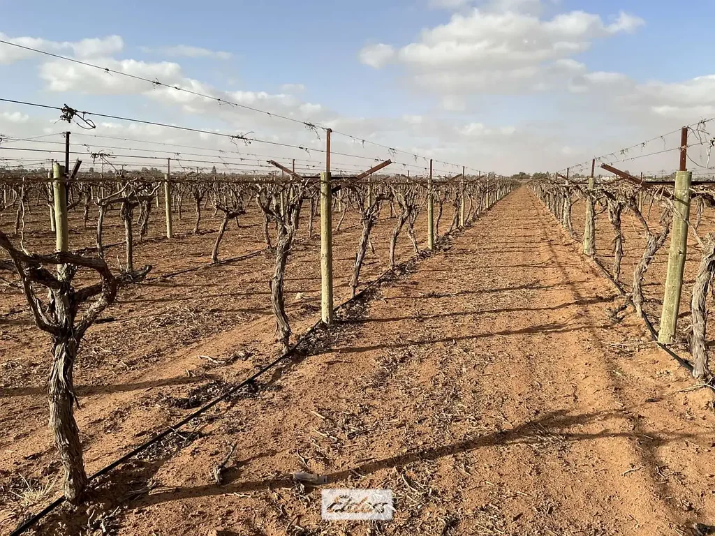 Merbein South Renowned Table Grape Holding Merbein South