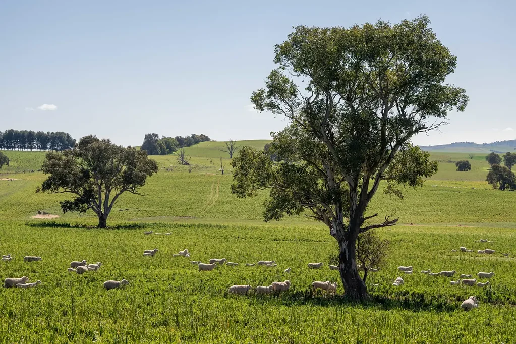 Boorowa Expansive Rural Holding in a Tightly Held Region