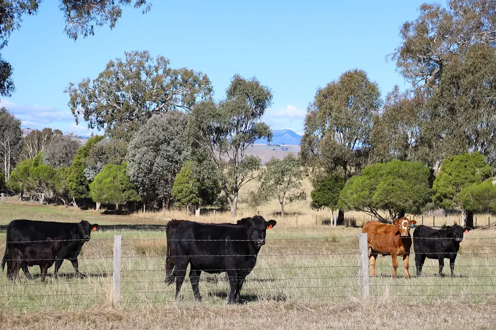 290 Barwite Road, Mansfield, VIC 3722