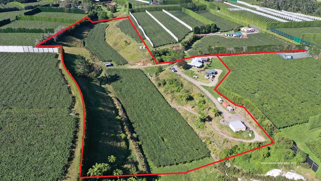 Te Puke Exceptional orchard opportunity