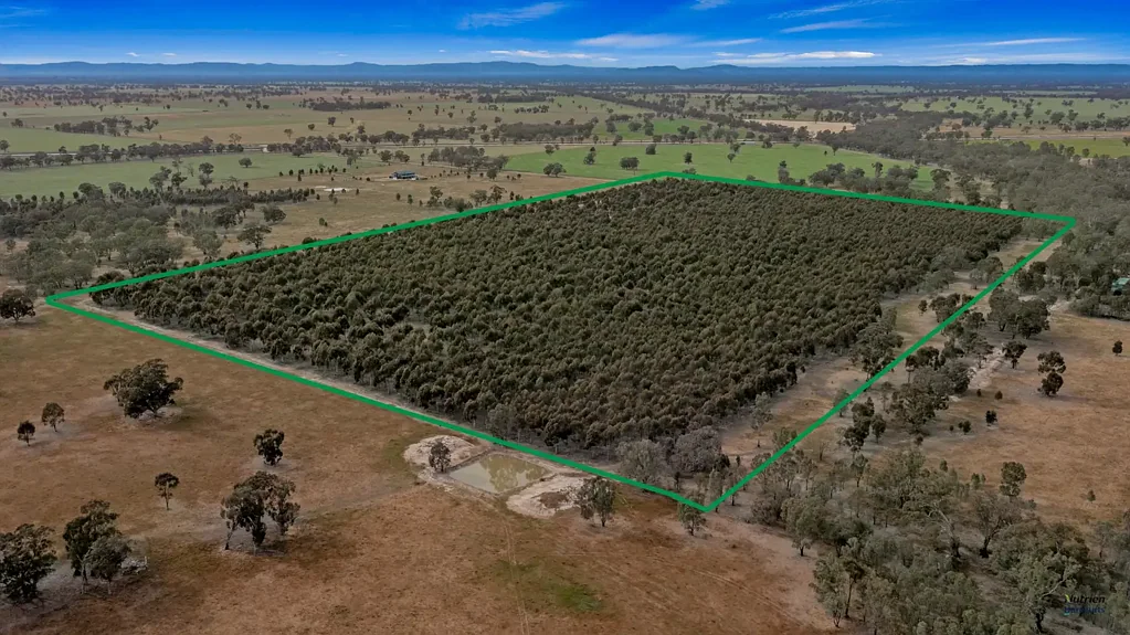Arcadia  Opportunity Awaits
