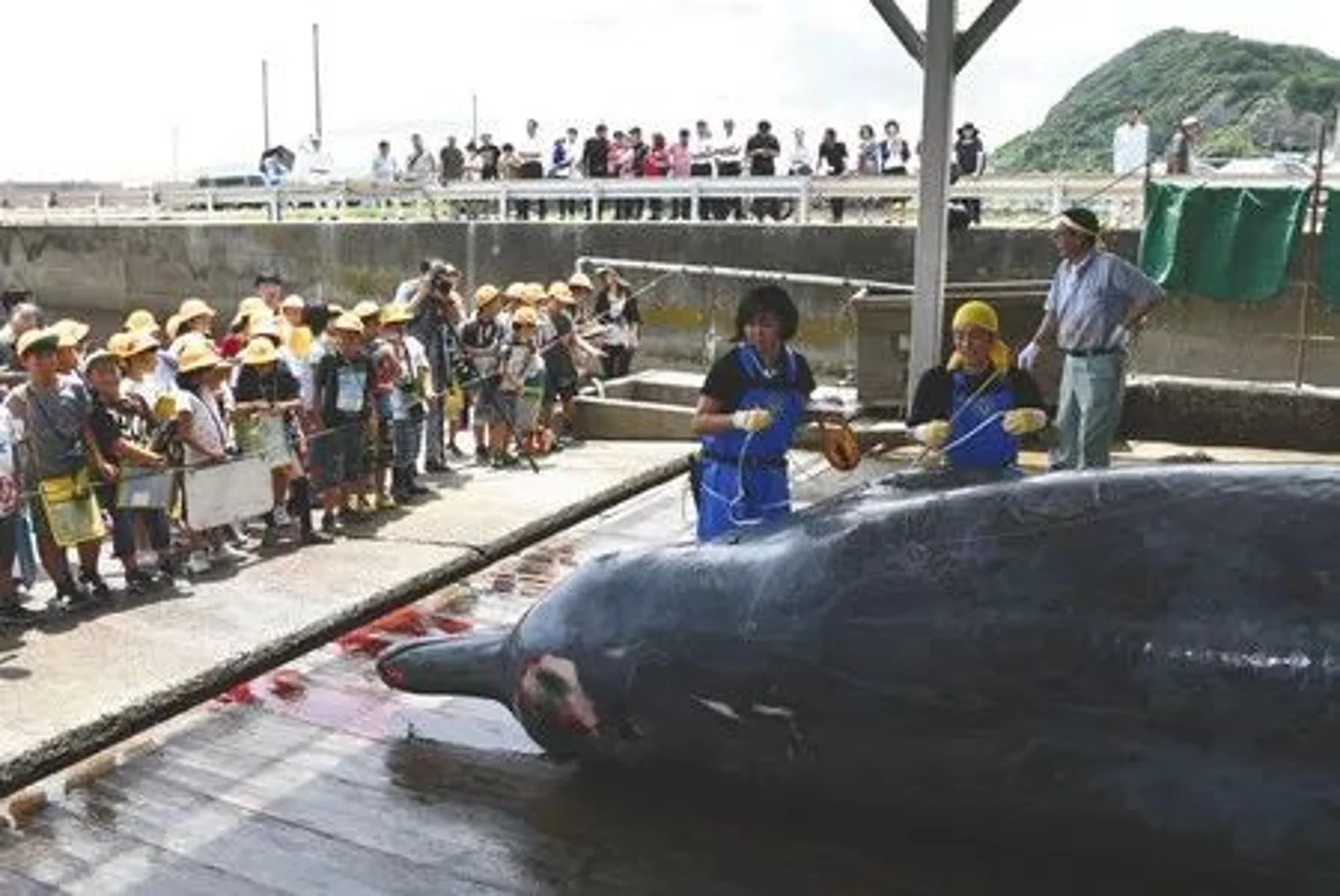 为了培养民族自豪感,日本小学组织学生集体观看宰杀鲸鱼,写观后感后还要亲自品尝!