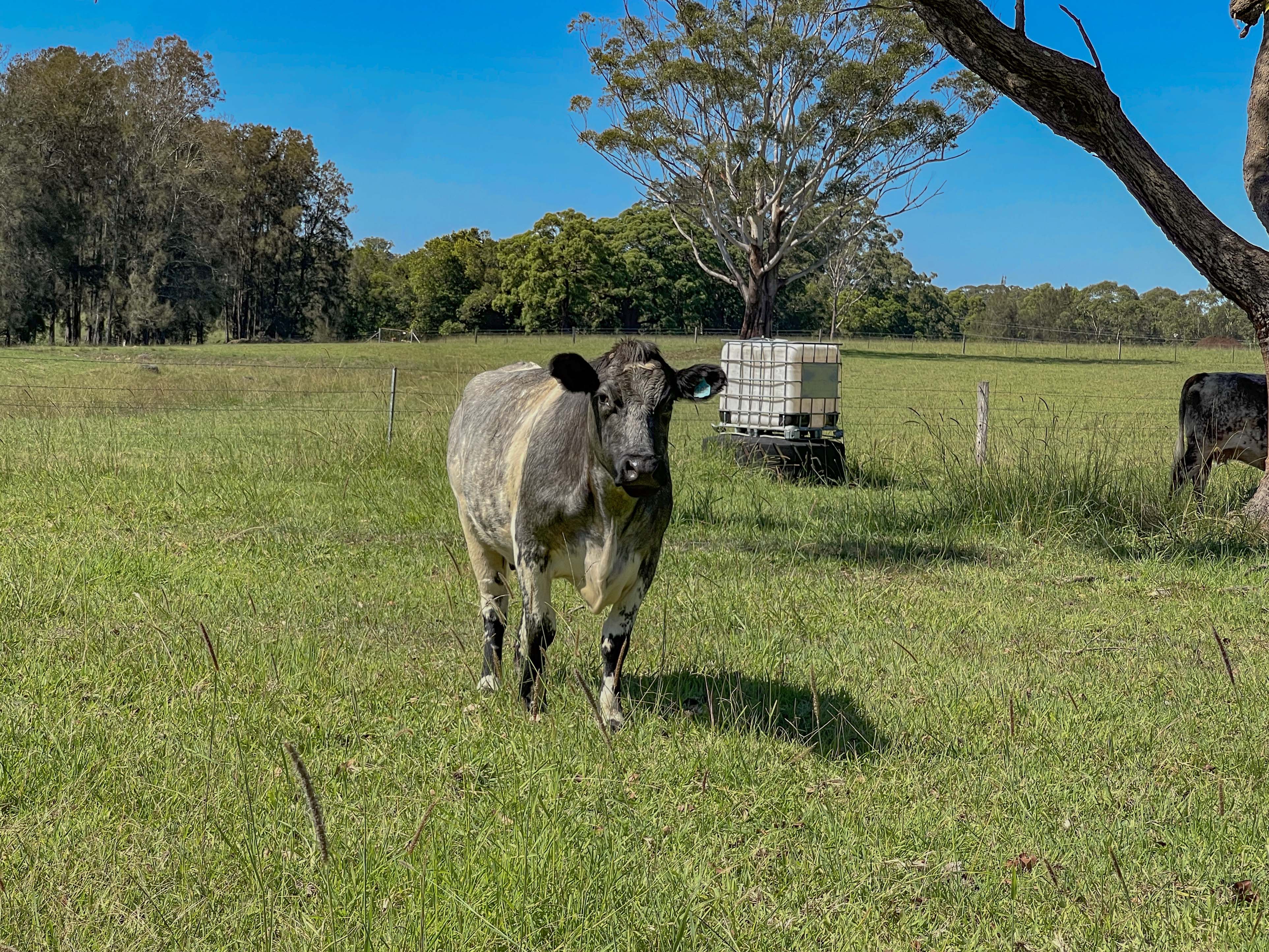 57 CAREFREE RD, NABIAC NSW 2312, 0 침실, 0 욕실, Lifestyle Property