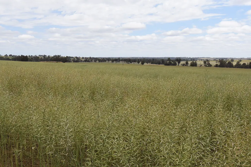 Carrolup Prime property    Great location    An opportunity not to be missed