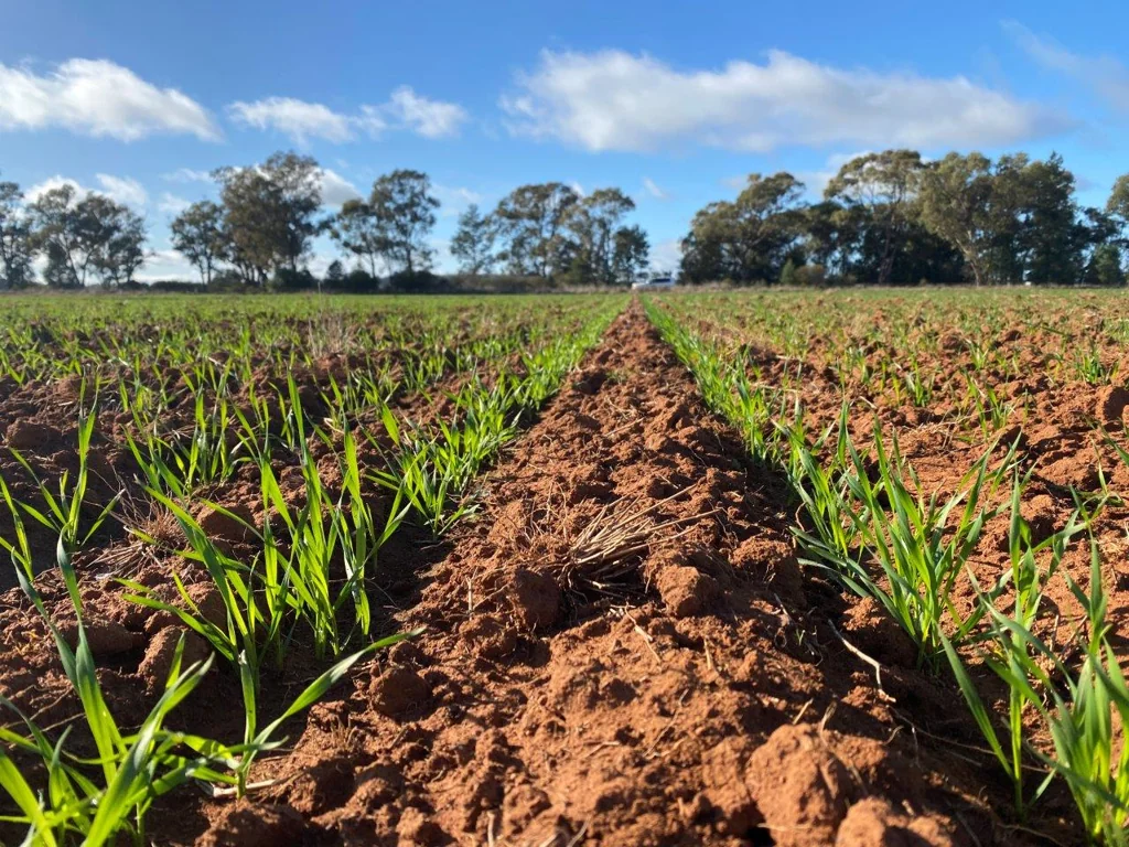 Condobolin Scale And Quality On The Banks Of The Mighty Humbug Creek