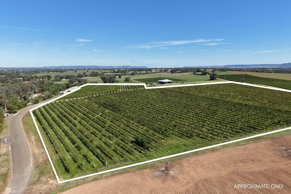 Cowra Scenic Lifestyle Block with Vineyard Outlook – Build Your Dream Home"
SOME OF THE COUNTRYS OLDEST WINE GRAPES!