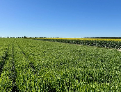  Terlings, Moree, NSW 2400, 0 ਕਮਰੇ, 0 ਬਾਥਰੂਮ, Lifestyle Property