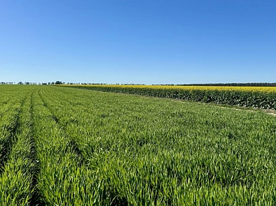  Terlings, Moree, NSW 2400, 0房, 0浴, Lifestyle Property