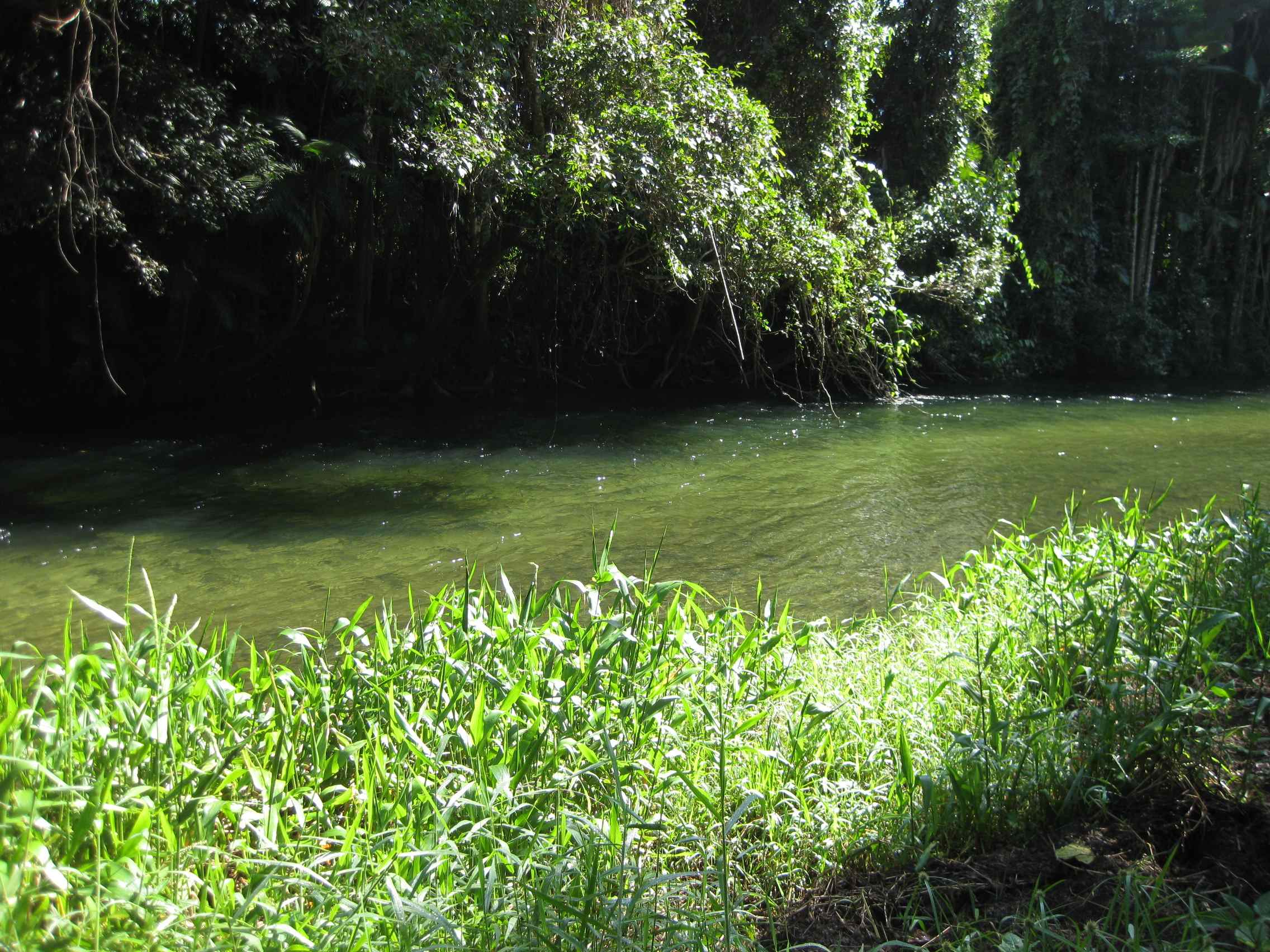 1136 SILKWOOD - JAPOON RD, JAPOONVALE QLD 4856, 0 રૂમ, 0 બાથરૂમ, Lifestyle Property