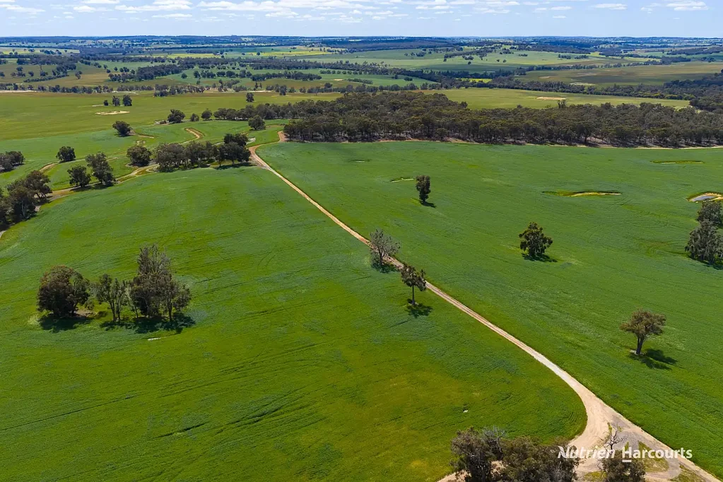 Dardadine  Tyeka, DARDADINE