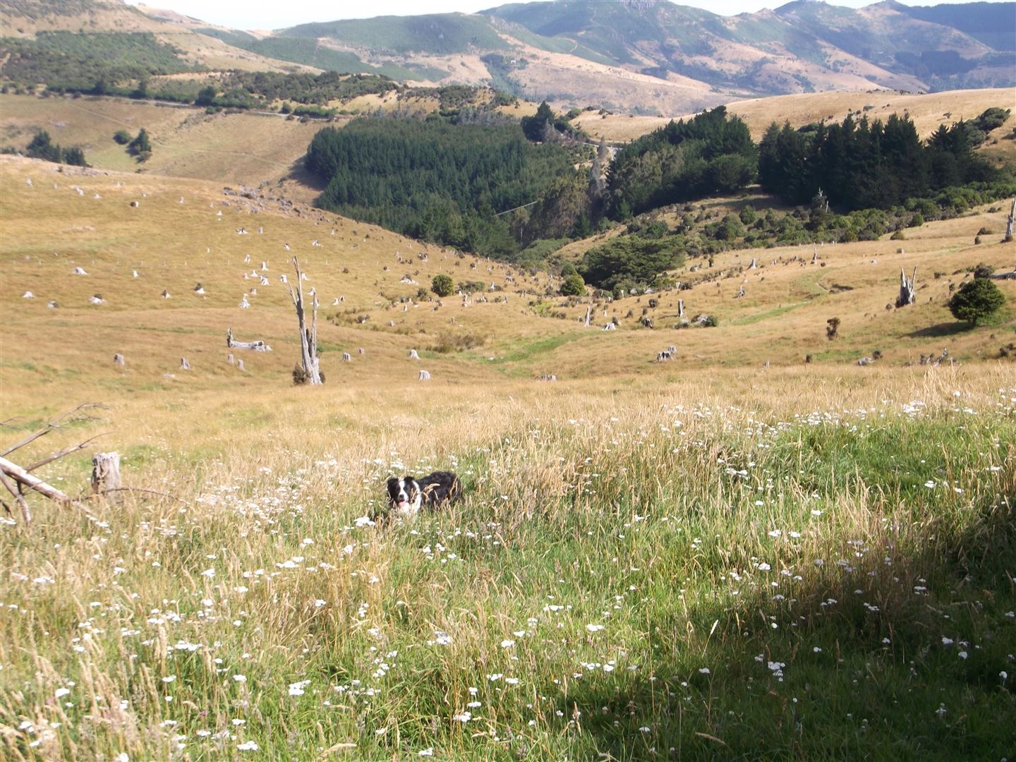 Rural Banks Peninsula