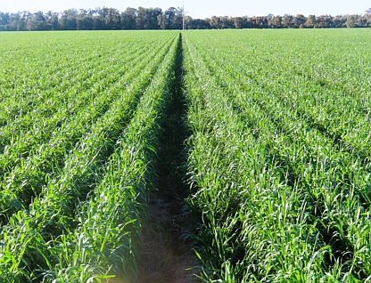 "Carpendale Agri" Gore Hwy, Goondiwindi, Darling Downs, 0 rūma, 0 rūma horoi, Lifestyle Property