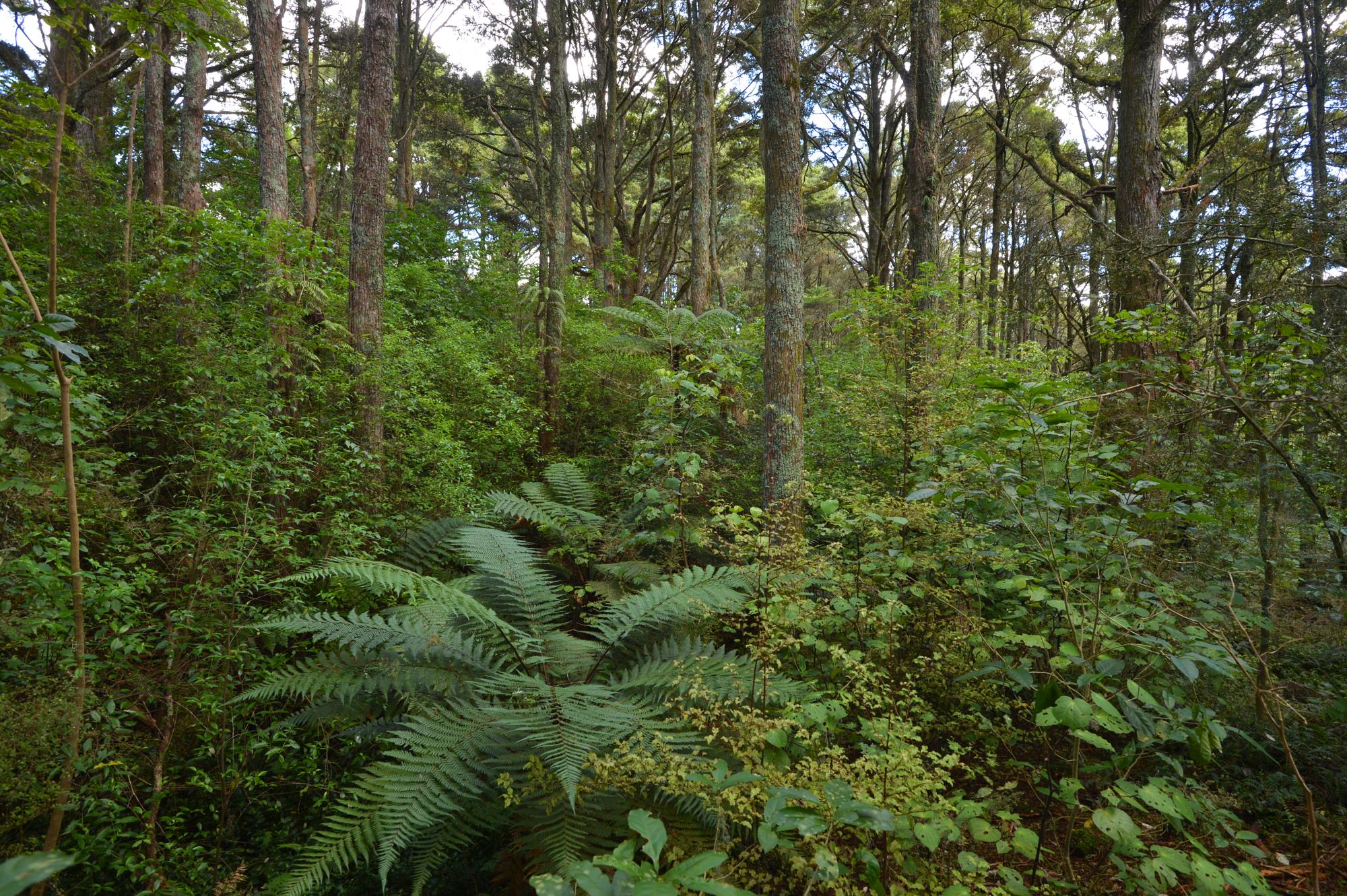 20 Homestead Grove, Kauri, Whangarei, 6房, 0浴