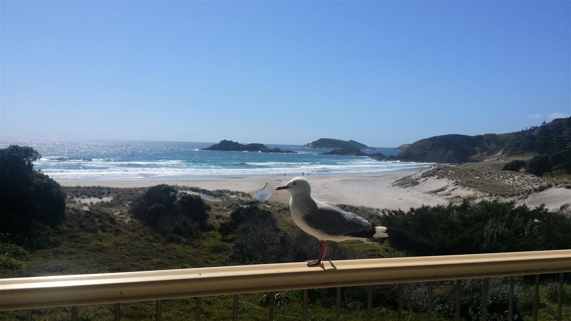 386 Ocean Beach Road, Whangarei Heads, Whangarei, 2房, 0浴