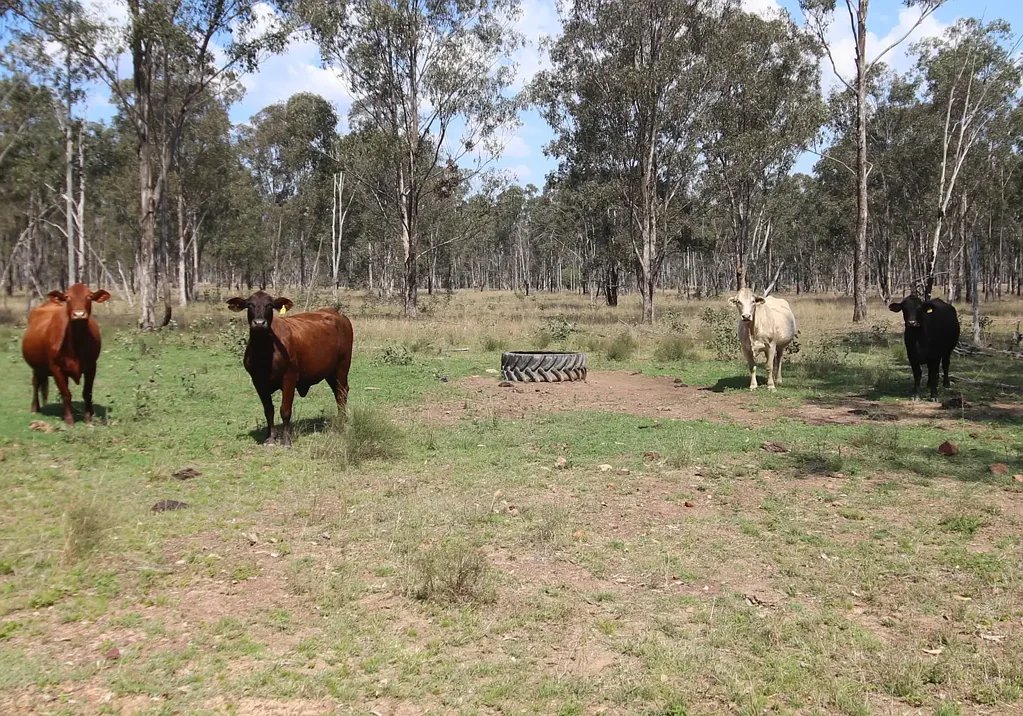 Brovinia  Starter Breeder Block - 30 Minutes Mundubbera