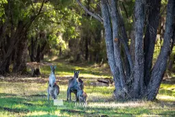 LOT 502 Gidgee Road, Witchcliffe