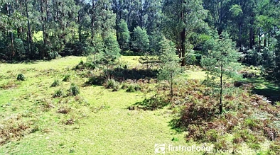 194 Smiths Road, Toolangi, VIC 3777, 0房, 0浴, Lifestyle Property