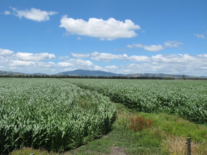 Wallace Road, Te Awamutu, Waipa, 0 chambres, 1 salles de bain