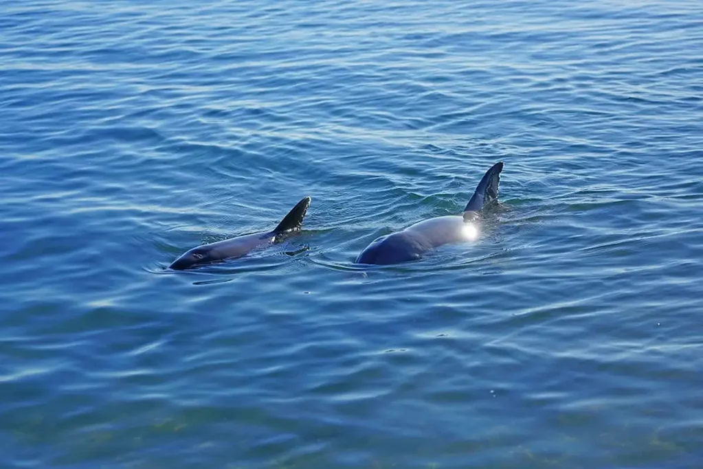 Dundowran Beach 4બેડરૂમ Hervey Bay's Prestige Beachside Development. This Will be The Last.