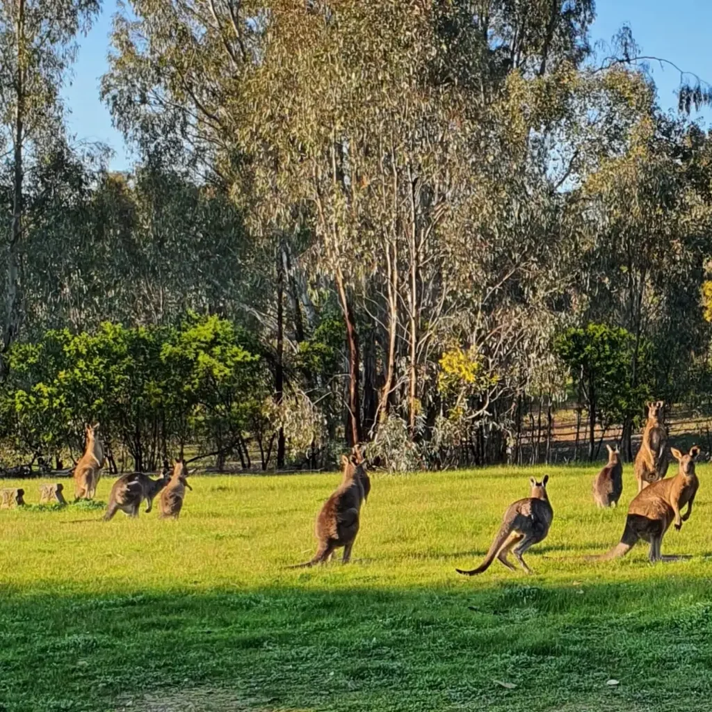 Violet Town  “Limelight” -   Wildlife Sanctuary via Violet Town                            31.5 HA