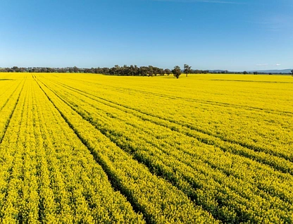 'Greenbank' 2 Mines Road, Young, Riverina, 5房, 2浴, Lifestyle Property