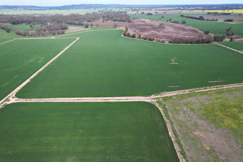 Bedgerabong Eulomo & Westbrook (1280ac), 2071 Yarrabandai Rd, Forbes