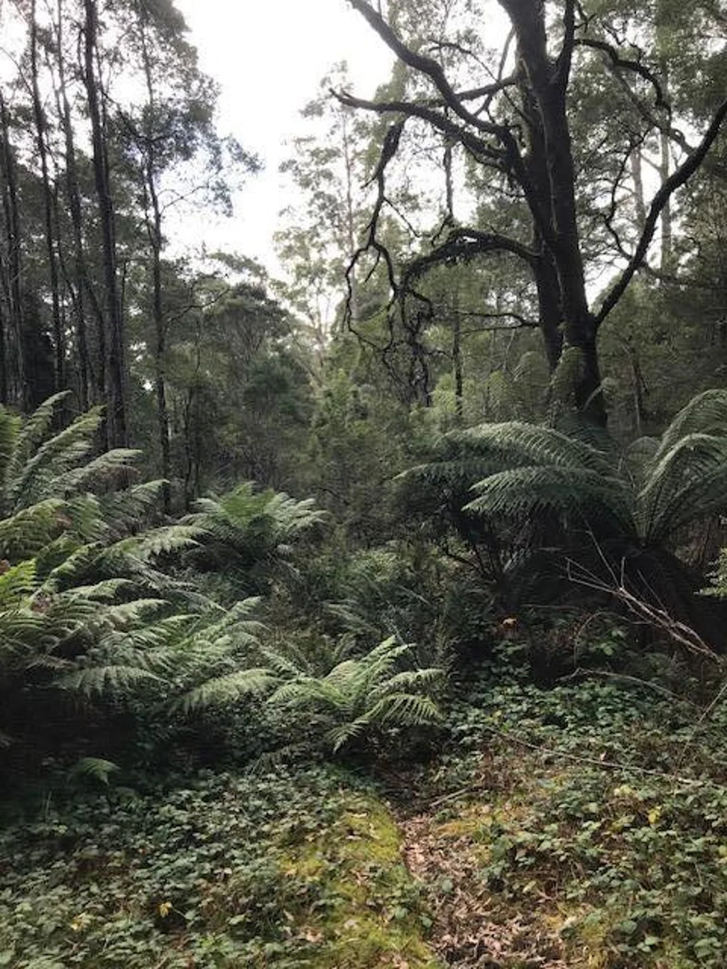 Rosebery Fernlea