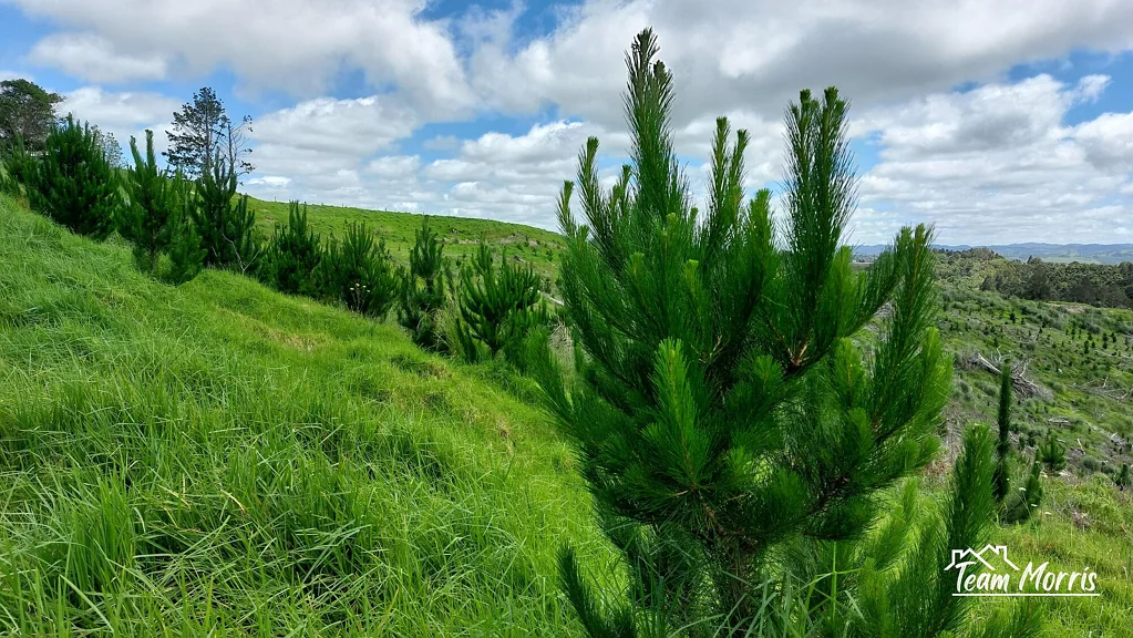 Maungaturoto Views Meet Value: Premium Pine Block