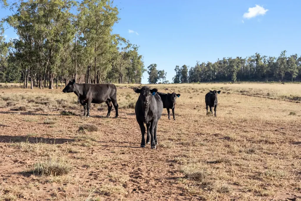 349 Boondandilla Road, Bulli Creek, QLD 4357