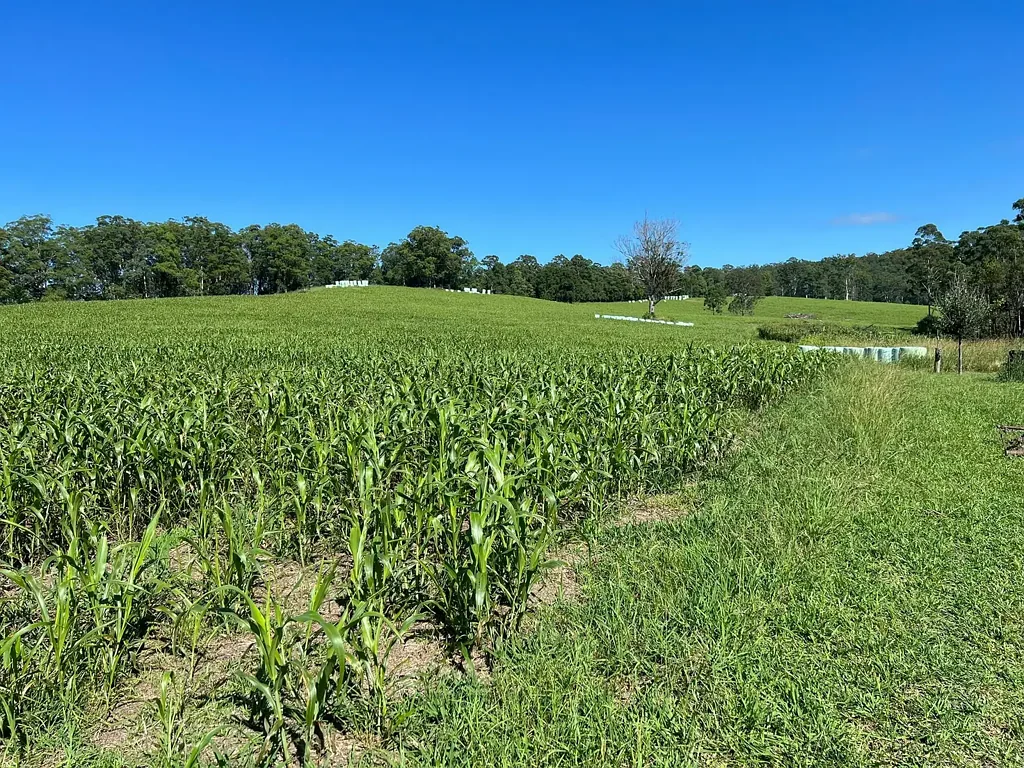 Eungai Creek "A Fertile Fodder Factory"