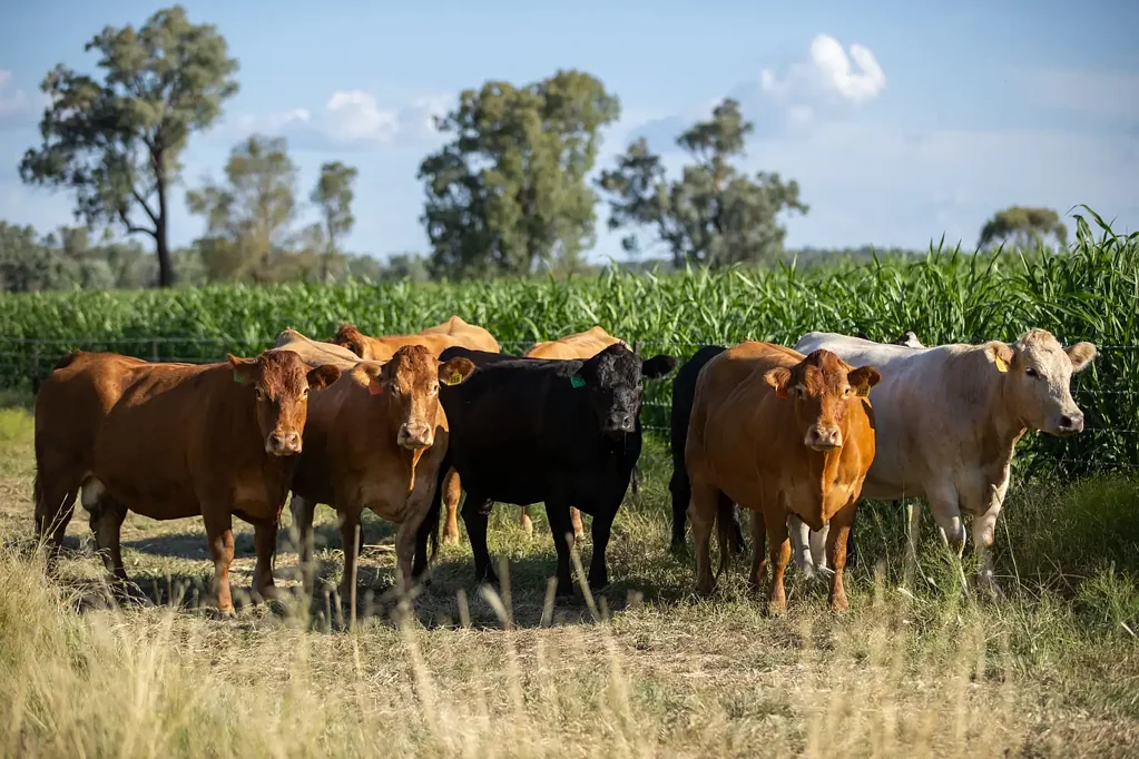 'Swinton' 661 Haywood Road, Delungra, NSW 2403