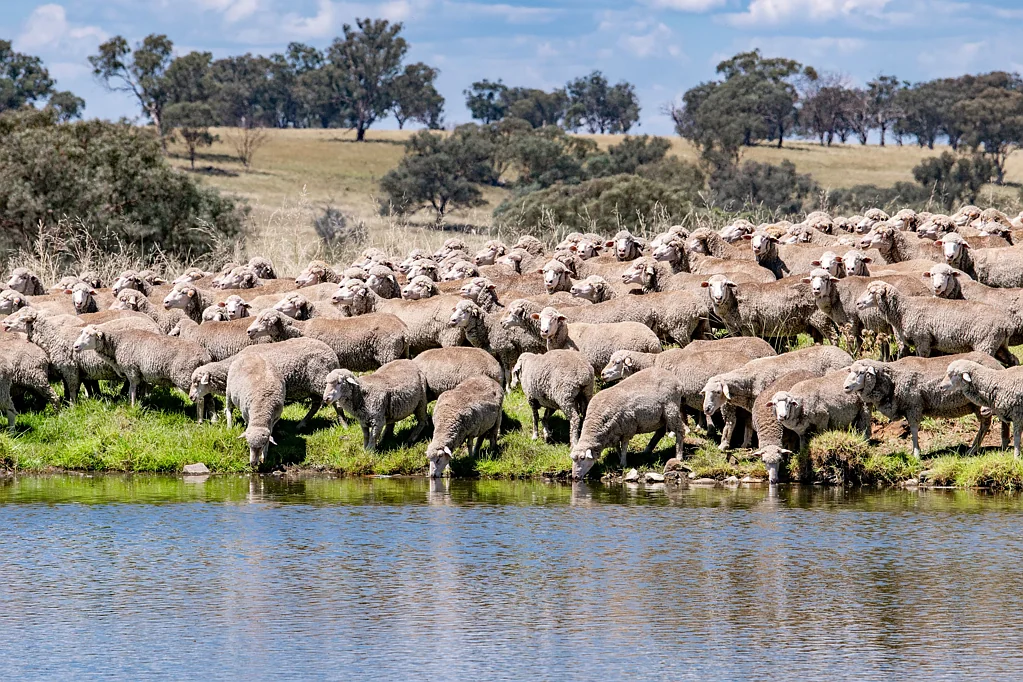 6690 Newell Highway, Gowang, NSW 2357