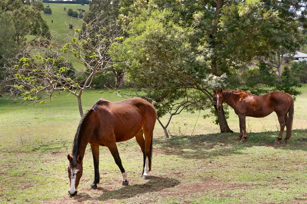 Beechmont 4ਬੈੱਡਰੂਮ 6 Acres of Country Living, Ready to Go! Use-able land and Horse friendly...