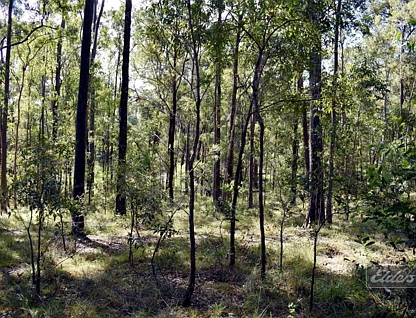 Lot 850 Arborthirtyone Road, Glenwood, Wide Bay, 0房, 0浴, Section
