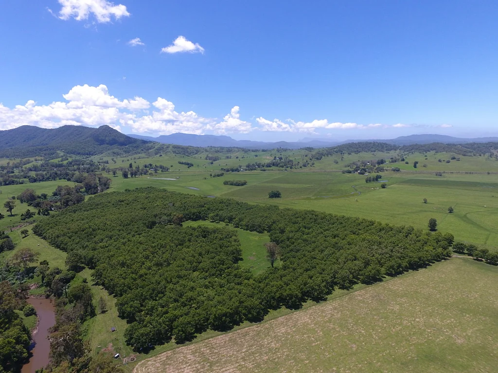 Kyogle 'RIVERSIDE' PECAN FARMING + MORE