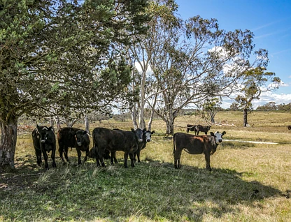 8815 Kings Highway, Braidwood, South Coast, 7房, 2浴, Lifestyle Property