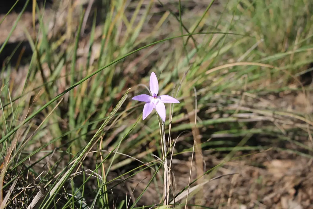 地址保密, Nanima, NSW 2582