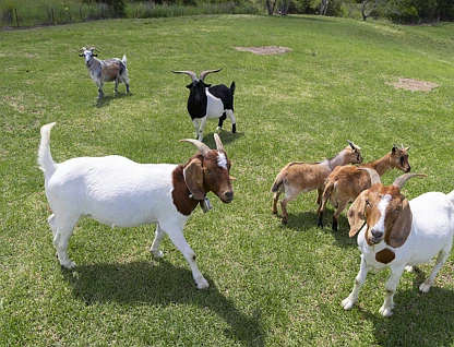 30 Wallanbah Rd, Nabiac, NSW 2312, 1 ਕਮਰੇ, 1 ਬਾਥਰੂਮ, Lifestyle Section