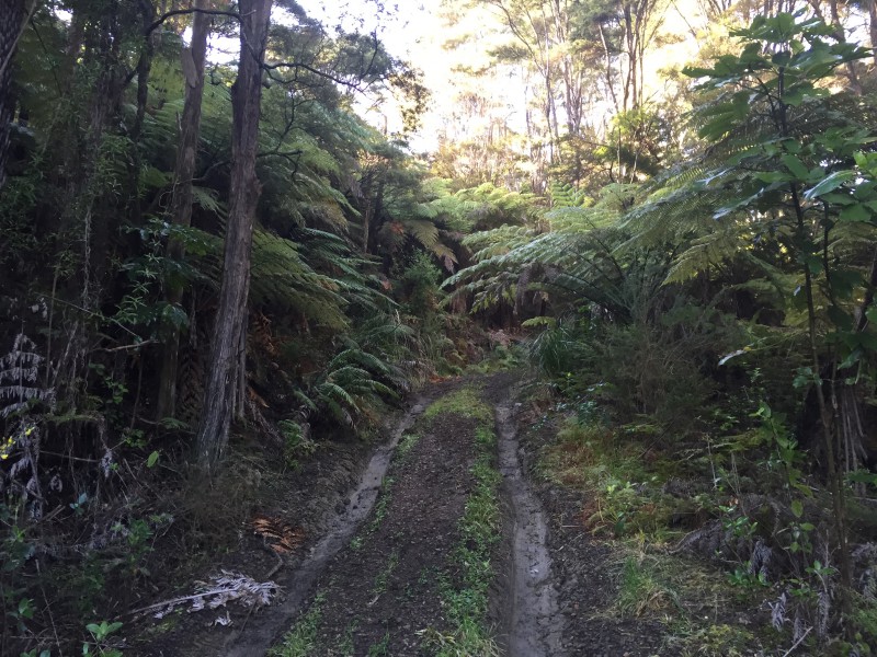 157 Kaimarama Road, Kaimarama, Coromandel, 0 chambres, 0 salles de bain