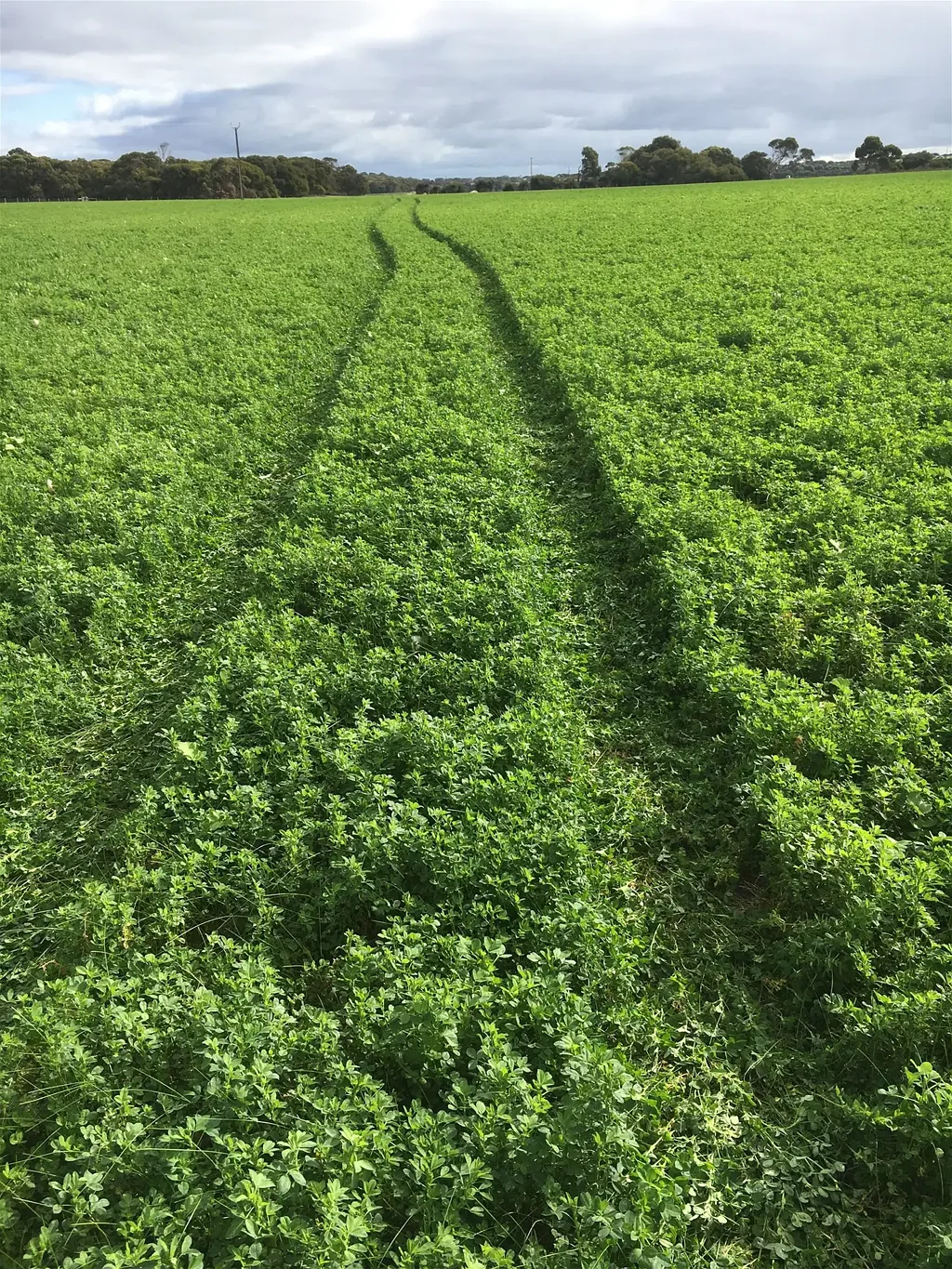 Haines Central KI Lifestyle Oasis: 100-Acre Turnkey Property with Lucerne Income The Ultimate Low-Maintenance Acreage Experience with Koalas 50m from the bac