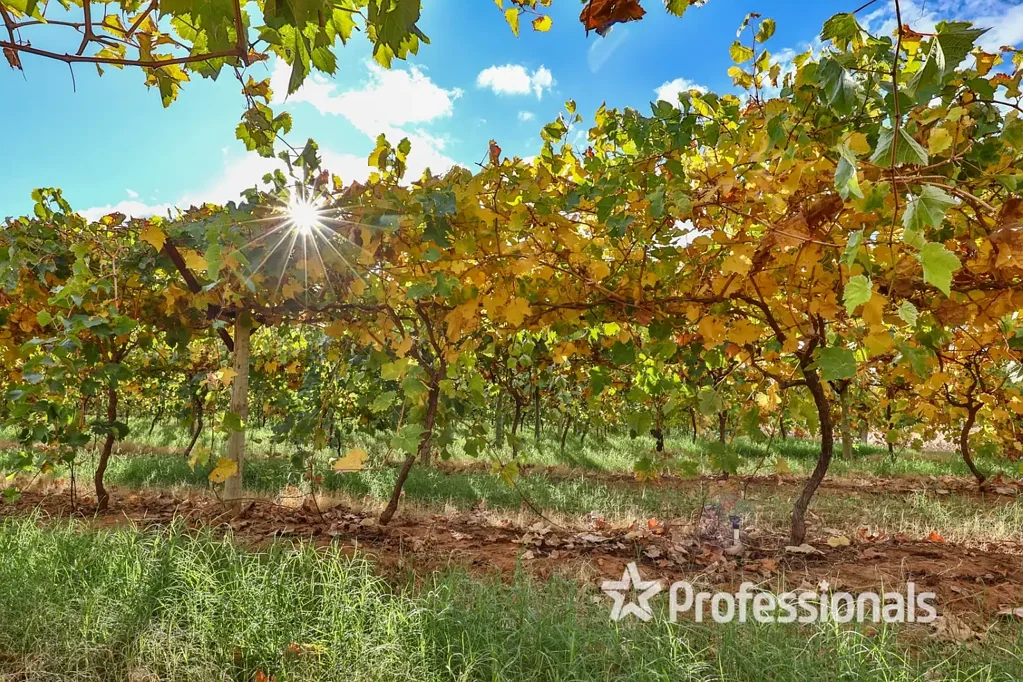 Cardross Export Quality Table Grape Property - 7.76Ha