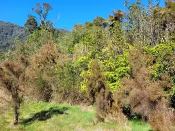 5 Charles Douglas Drive, Franz Josef Glacier