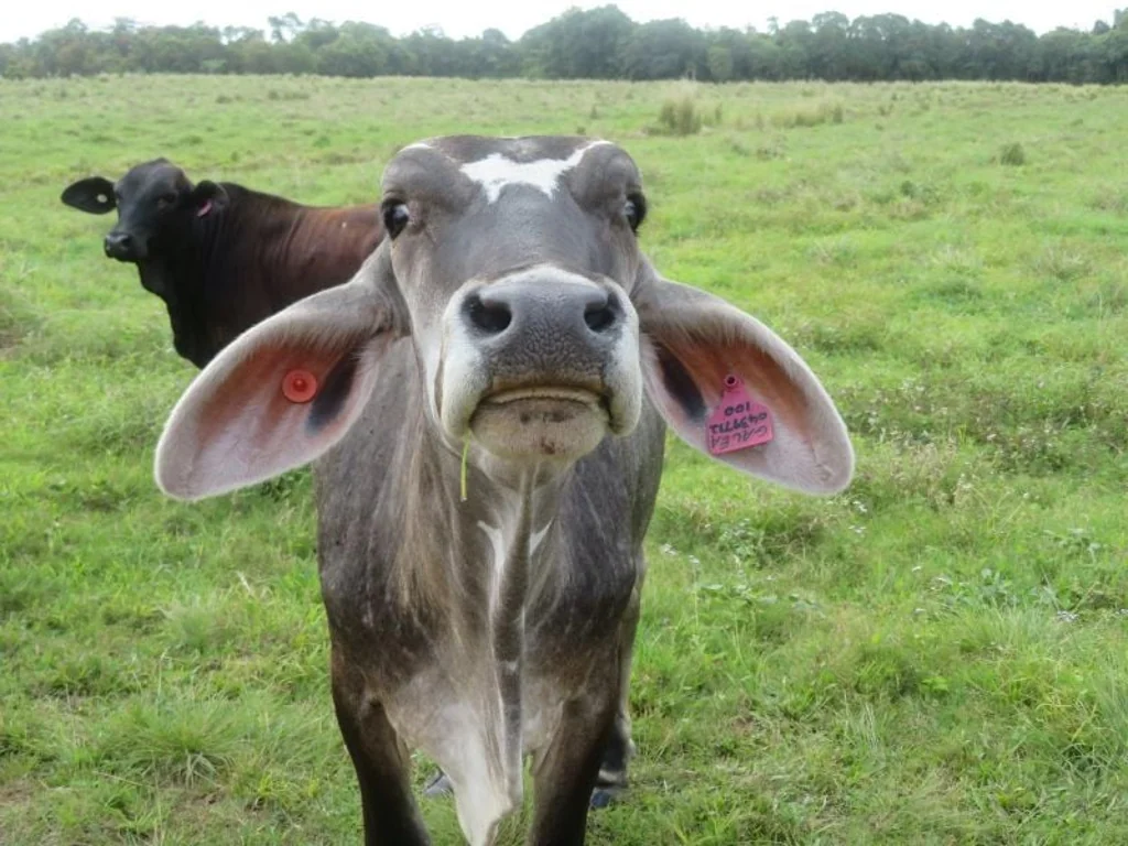 Innisfail 'Hey' ? ?Look at this? ? an amazing opportunity to purchase prime land for farming, cattle or lifestyle depending on the block you choose.